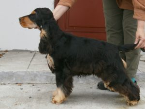 Gladtrick's Edddie